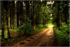 20070626220634_miniatureforrest_v2.2 20070626220634_miniatureforrest_v2.2